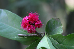 Syzygium malaccense